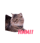 My babe Cat（個別スタンプ：4）