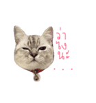 My babe Cat（個別スタンプ：6）