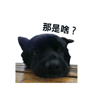 My Dog Say(1)（個別スタンプ：1）