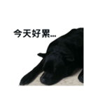My Dog Say(1)（個別スタンプ：5）