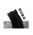 My Dog Say(1)（個別スタンプ：6）