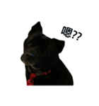 My Dog Say(1)（個別スタンプ：7）