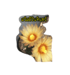 AuntCactus Vol.1（個別スタンプ：2）
