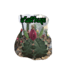 AuntCactus Vol.1（個別スタンプ：4）