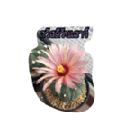 AuntCactus Vol.1（個別スタンプ：7）