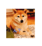 柴犬  凛（個別スタンプ：1）