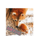 柴犬  凛（個別スタンプ：2）