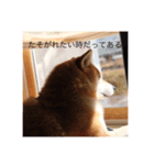 柴犬  凛（個別スタンプ：3）