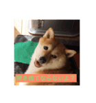 柴犬  凛（個別スタンプ：4）