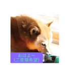 柴犬  凛（個別スタンプ：5）