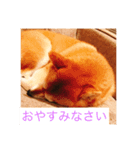 柴犬  凛（個別スタンプ：6）