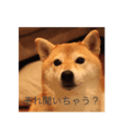 柴犬  凛（個別スタンプ：7）