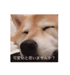 柴犬  凛（個別スタンプ：8）