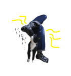 Taro-stamps（個別スタンプ：5）