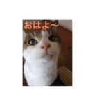 みー＆りく（個別スタンプ：4）
