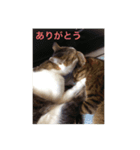 みー＆りく（個別スタンプ：6）