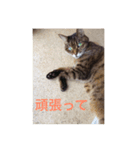 みー＆りく（個別スタンプ：7）