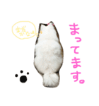 ほわ一家、時々あんず（個別スタンプ：1）