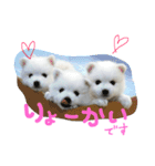 ほわ一家、時々あんず（個別スタンプ：2）
