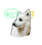 ほわ一家、時々あんず（個別スタンプ：3）