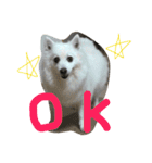 ほわ一家、時々あんず（個別スタンプ：4）