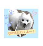ほわ一家、時々あんず（個別スタンプ：5）