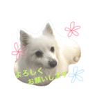 ほわ一家、時々あんず（個別スタンプ：7）