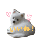 ほわ一家、時々あんず（個別スタンプ：9）