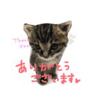 ほわ一家、時々あんず（個別スタンプ：10）