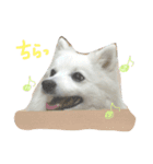 ほわ一家、時々あんず（個別スタンプ：11）