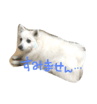 ほわ一家、時々あんず（個別スタンプ：12）