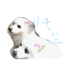 ほわ一家、時々あんず（個別スタンプ：14）