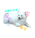 ほわ一家、時々あんず（個別スタンプ：16）