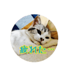 うちのむう2（個別スタンプ：17）