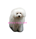 看板犬六花（個別スタンプ：1）