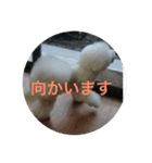看板犬六花（個別スタンプ：5）