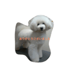 看板犬六花（個別スタンプ：7）