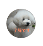 看板犬六花（個別スタンプ：8）