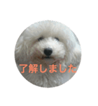 看板犬六花（個別スタンプ：10）