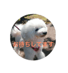 看板犬六花（個別スタンプ：12）