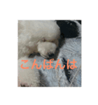 看板犬六花（個別スタンプ：14）
