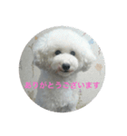 看板犬六花（個別スタンプ：17）