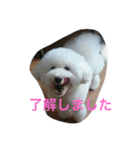 看板犬六花（個別スタンプ：20）