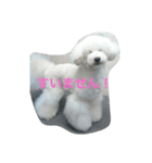看板犬六花（個別スタンプ：22）