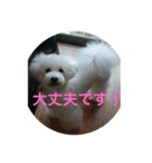 看板犬六花（個別スタンプ：24）