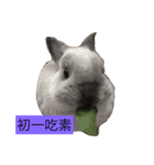 Mochi the rabbit（個別スタンプ：2）