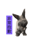 Mochi the rabbit（個別スタンプ：7）