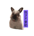 Mochi the rabbit（個別スタンプ：8）
