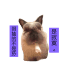 Mochi the rabbit（個別スタンプ：10）