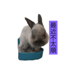 Mochi the rabbit（個別スタンプ：12）